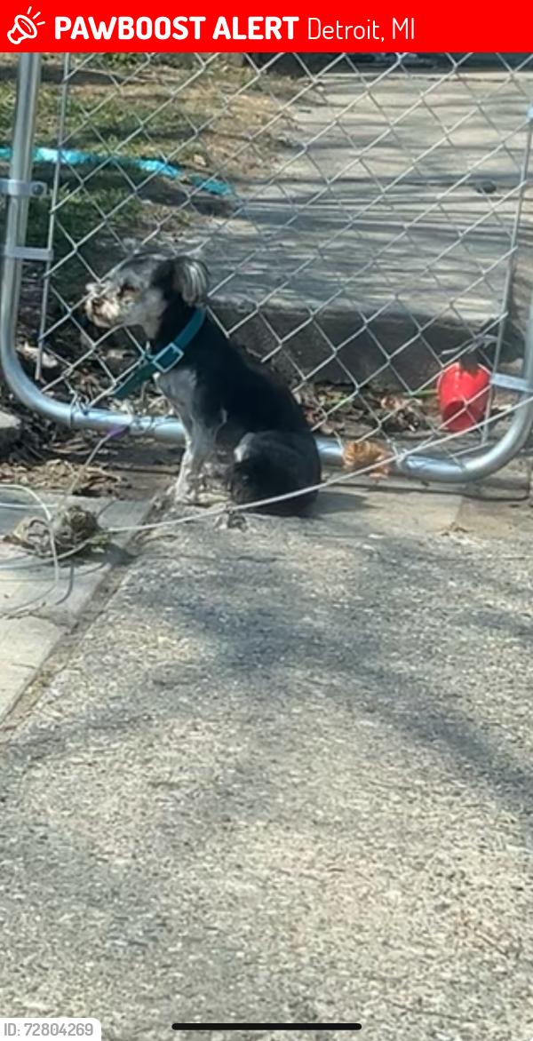 Lost Female Dog last seen Breman , Detroit, MI 48224
