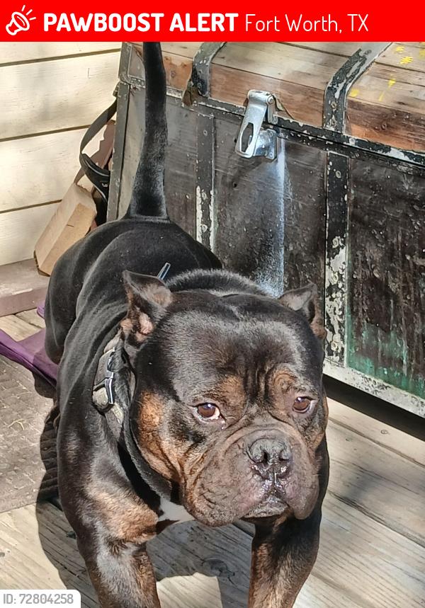Lost Male Dog last seen Meadow park dr, white settlement , Fort Worth, TX 76108