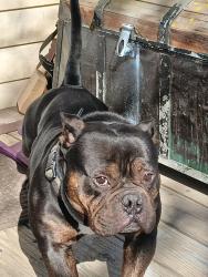 Lost Male Dog last seen Meadow park dr, white settlement , Fort Worth, TX 76108