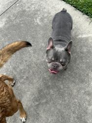 Found/Stray Male Dog last seen Mary Queen church food pantry, Friendswood, TX 77546