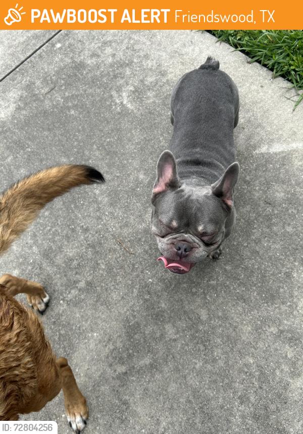 Found/Stray Male Dog last seen Mary Queen church food pantry, Friendswood, TX 77546