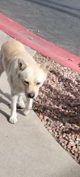 Found/Stray Male Dog last seen 23rd Ave Northern , Phoenix, AZ 85021