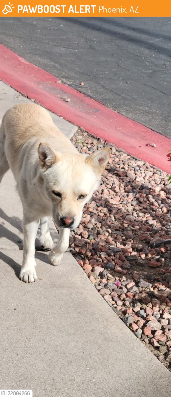 Found/Stray Male Dog last seen 23rd Ave Northern , Phoenix, AZ 85021