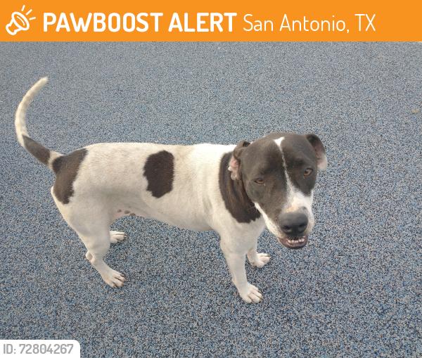 Found/Stray Female Dog last seen Johnston Library Playground , San Antonio, TX 78227