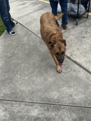 Found/Stray Male Dog last seen Friendswood animal shelter, Friendswood, TX 77546