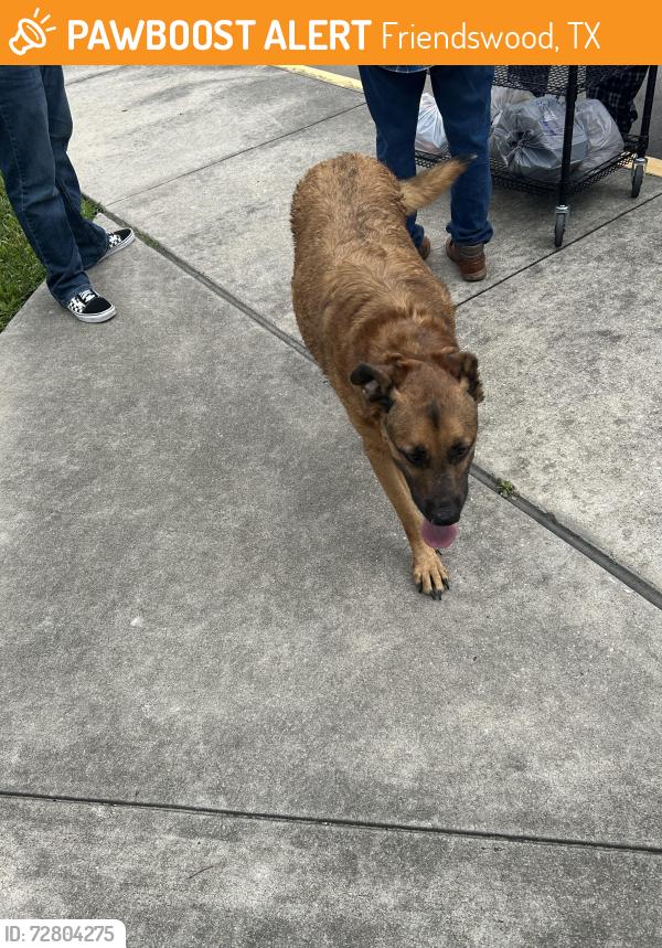 Found/Stray Male Dog last seen Friendswood animal shelter, Friendswood, TX 77546