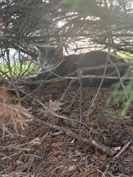 Found/Stray Unknown Cat last seen Baseball fields off Huber Village, Westerville, OH 43081