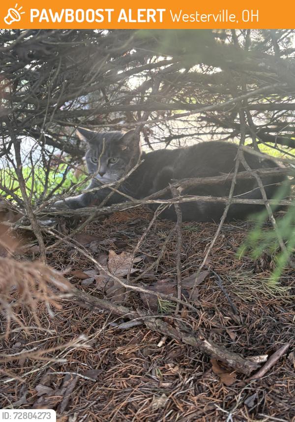 Found/Stray Unknown Cat last seen Baseball fields off Huber Village, Westerville, OH 43081