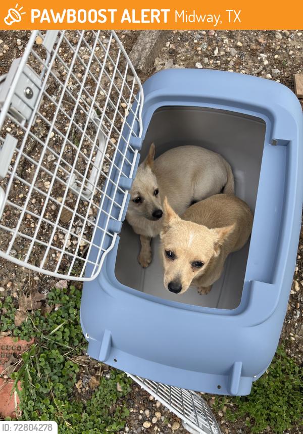 Found/Stray Unknown Dog last seen Between midway and madisonville, Midway, TX 75852