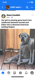 Lost Female Dog last seen Bush, Colebrook, TAS 7027