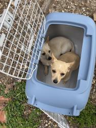 Found/Stray Unknown Dog last seen Between midway and madisonville, Midway, TX 75852