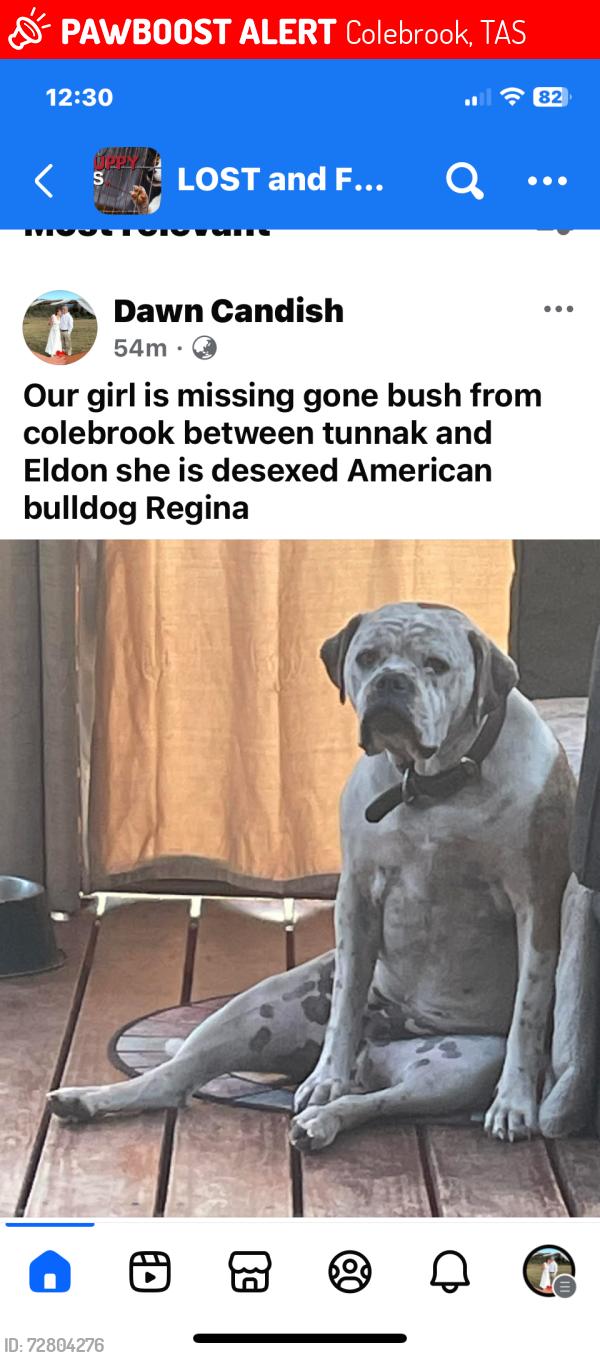 Lost Female Dog last seen Bush, Colebrook, TAS 7027