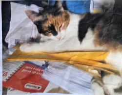 Lost Female Cat last seen Target , Miami, FL 33172