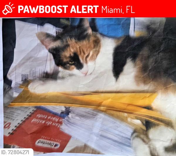 Lost Female Cat last seen Target , Miami, FL 33172