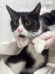 Shelter Stray Female Cat last seen Near Pennslyvania ave, 21217, MD, Baltimore, MD 21230