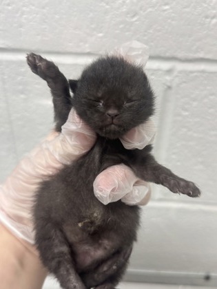 Shelter Stray Female Cat last seen Near Pennslyvania ave, 21217, MD, Baltimore, MD 21230