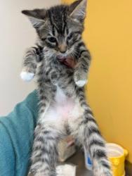 Shelter Stray Male Cat last seen Red River, 75150, TX, Mesquite, TX 75149