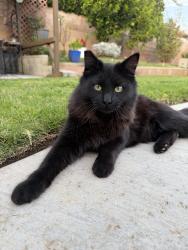 Lost Male Cat last seen Cienaga Ave, Covina, CA 91773