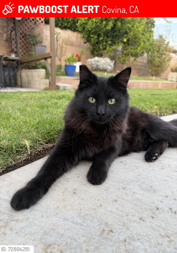 Lost Male Cat last seen Cienaga Ave, Covina, CA 91773