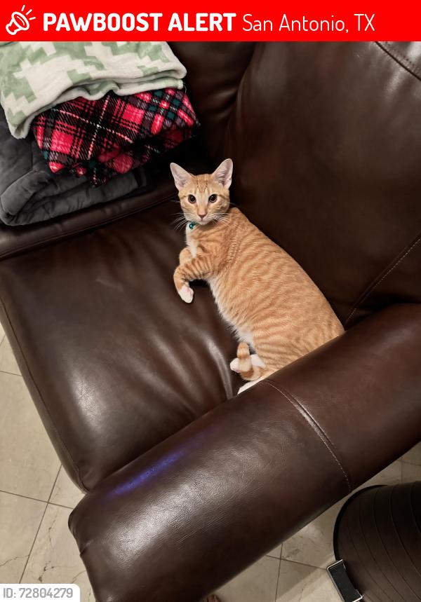 Lost Male Cat last seen Near , San Antonio, TX 78245