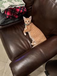 Lost Male Cat last seen Near , San Antonio, TX 78245