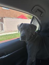 Found/Stray Male Dog last seen Foster Road, La Mirada, CA 90604