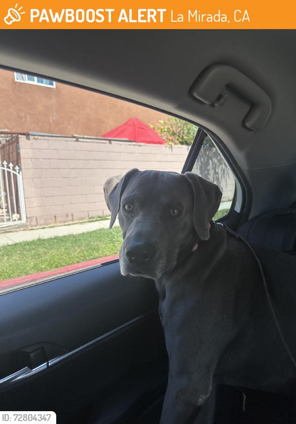 Found/Stray Male Dog last seen Foster Road, La Mirada, CA 90604