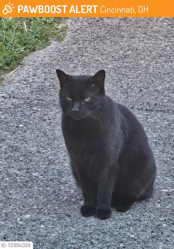 Found/Stray Male Cat last seen West 8th Street Enright Ridge Urban Eco Village , Cincinnati, OH 45205