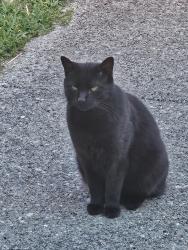 Found/Stray Male Cat last seen West 8th Street Enright Ridge Urban Eco Village , Cincinnati, OH 45205