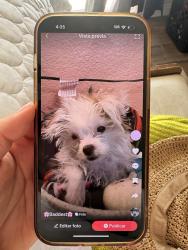 Lost Female Dog last seen Iroquois rd , Apple Valley, CA 92308