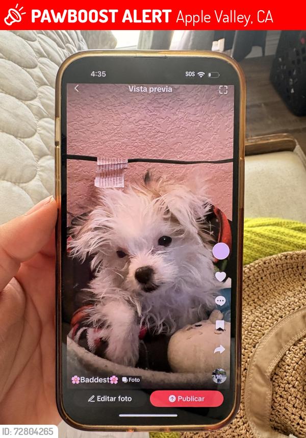 Lost Female Dog last seen Iroquois rd , Apple Valley, CA 92308