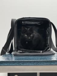 Lost Male Cat last seen W Day circle, Milford, OH 45150