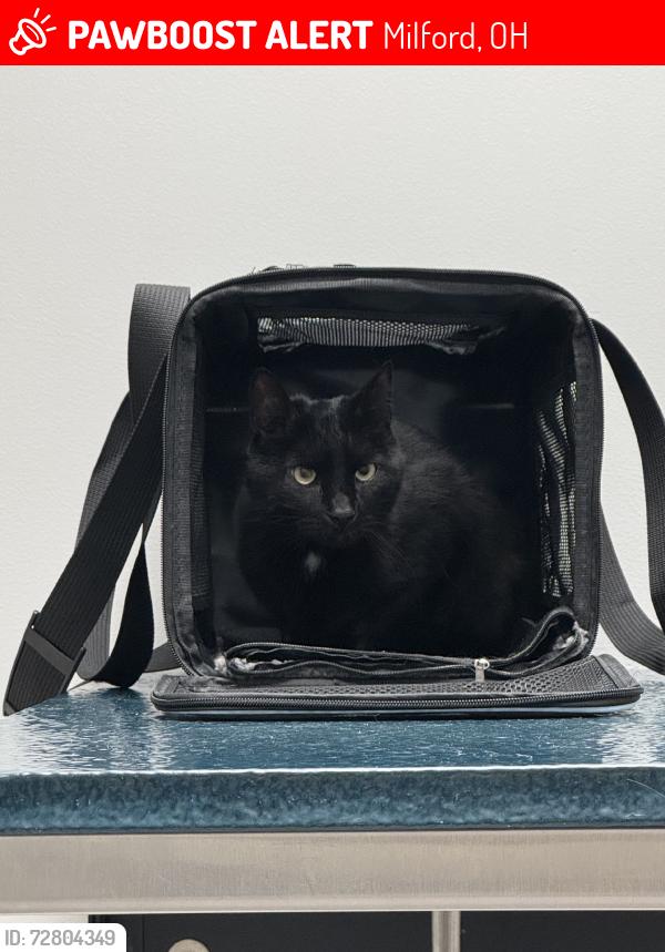 Lost Male Cat last seen W Day circle, Milford, OH 45150