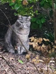 Found/Stray Unknown Cat last seen Hamilton and courtland ave, Stamford, CT 06906