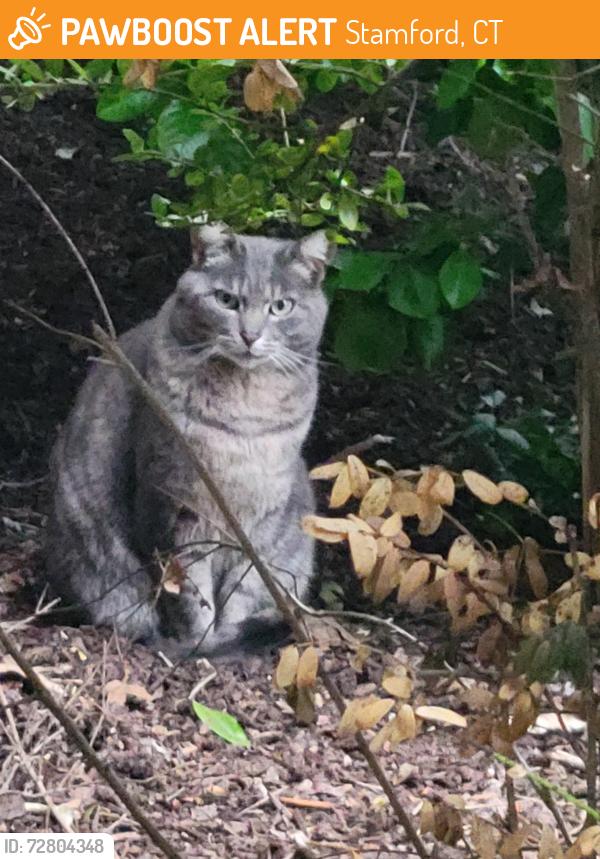 Found/Stray Unknown Cat last seen Hamilton and courtland ave, Stamford, CT 06906