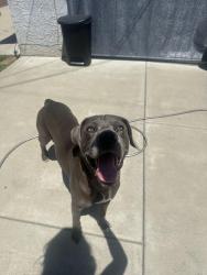 Found/Stray Male Dog last seen Valley View and Foster, La Mirada, CA 90638