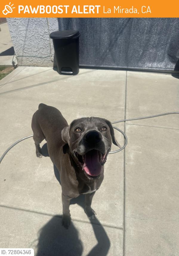 Found/Stray Male Dog last seen Valley View and Foster, La Mirada, CA 90638