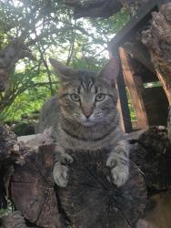 Found/Stray Unknown Cat last seen Overture Drive, Miami Township, OH 45449
