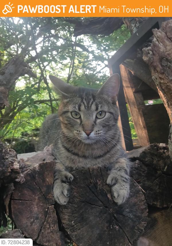 Found/Stray Unknown Cat last seen Overture Drive, Miami Township, OH 45449