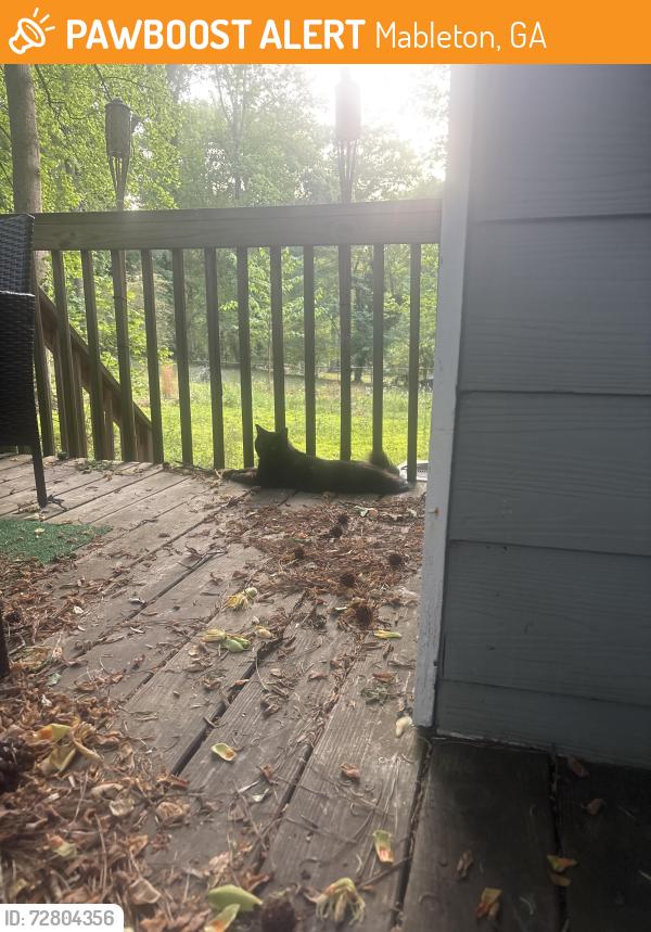 Found/Stray Unknown Cat last seen He’s chilling with me in the back yard, responded to me calling my cat, Mableton, GA 30126