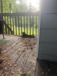 Found/Stray Unknown Cat last seen He’s chilling with me in the back yard, responded to me calling my cat, Mableton, GA 30126