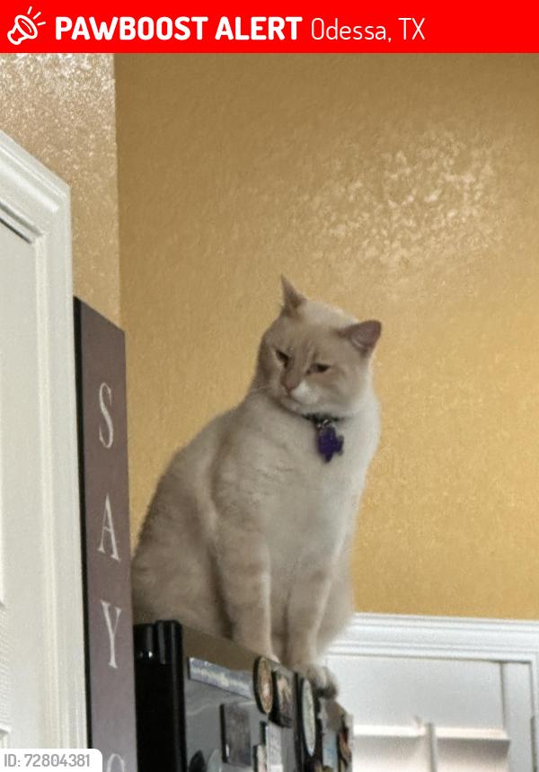 Lost Male Cat last seen Near W 20th St, Odessa, TX 79761