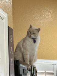 Lost Male Cat last seen Near W 20th St, Odessa, TX 79761