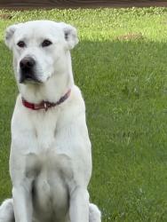 Found/Stray Male Dog last seen Wesley Manor Ct, Katy, TX 77449