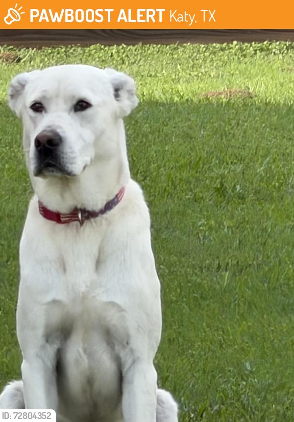 Found/Stray Male Dog last seen Wesley Manor Ct, Katy, TX 77449