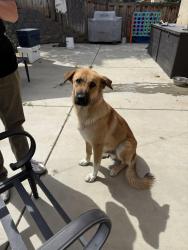 Found/Stray Male Dog last seen Remington/Flight Chino, CA -Near Eastvale, Chino, CA 92880