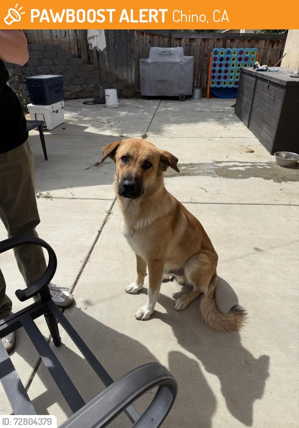 Found/Stray Male Dog last seen Remington/Flight Chino, CA -Near Eastvale, Chino, CA 92880