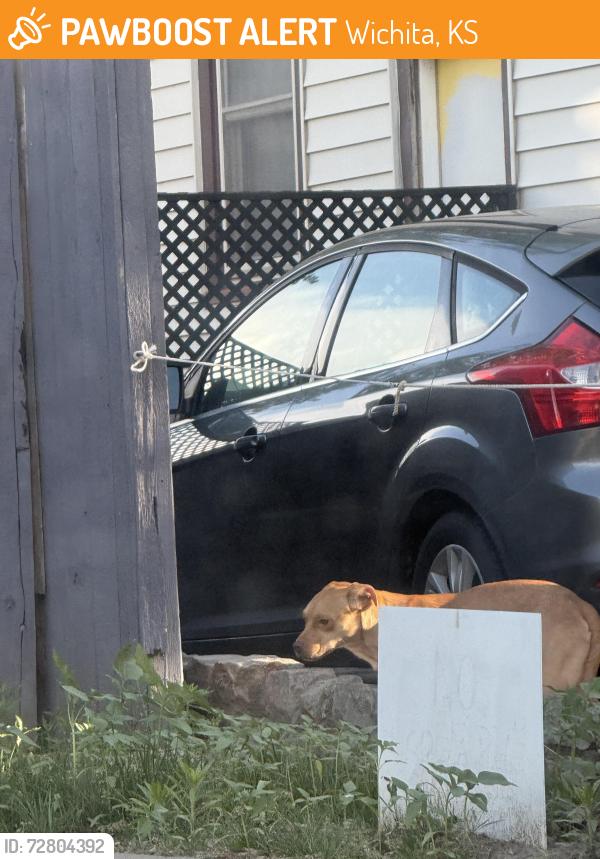 Found/Stray Unknown Dog last seen N Coolidge and W McKee (riverside area), Wichita, KS 67203
