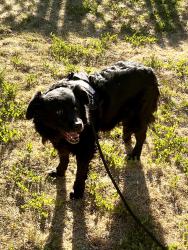 Found/Stray Unknown Dog last seen 60th and Lewis Allendale neighborhood, Arvada, CO 80004
