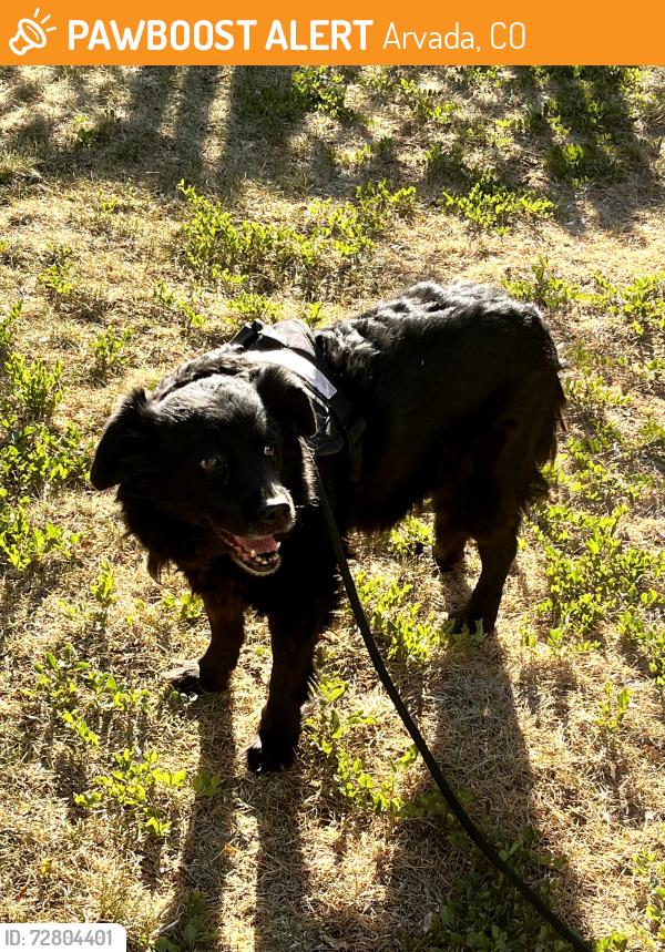 Found/Stray Unknown Dog last seen 60th and Lewis Allendale neighborhood, Arvada, CO 80004